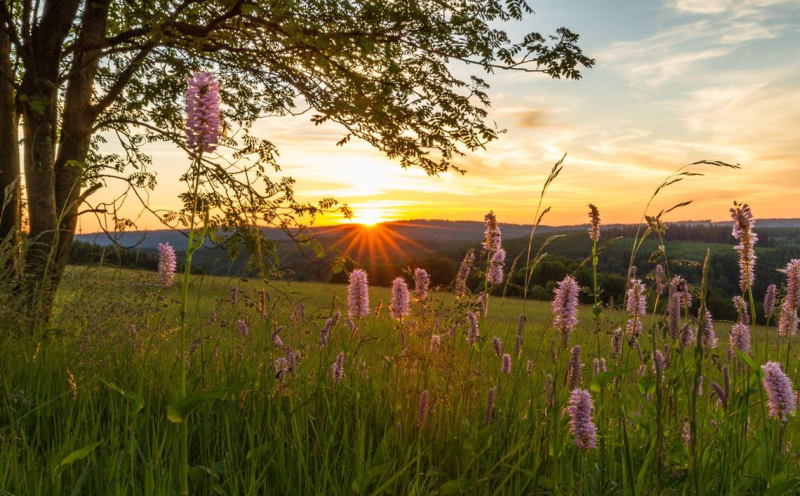 Bloeiende bergweide bij zonsondergang in Altastenberg bij Winterberg