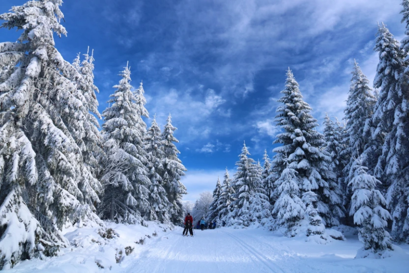 Besneeuwd winterbos om langlaufen te leren in Winterberg