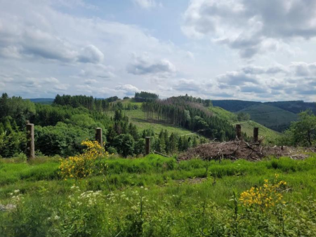Kaalgekapte bosstrook met achtergebleven stronken en jonge aanplant – Elfensteig in Winterberg-Züschen, Winterberg