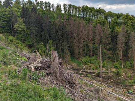 Karrenspoor door een weide met bos op de achtergrond – Kahler Asten en de Lennebron, Winterberg