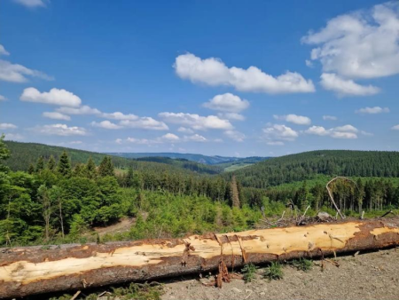 Uitzicht over beboste heuvels met een kapvlakte op de voorgrond – Marktplein Winterberg en de St.-Georg-schans, Winterberg