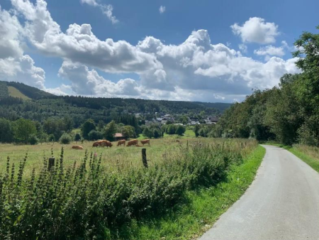 Kapvlakte met jonge aanplant en een beboste heuvel erachter – Bodensee en het Helletal – lange ronde, Winterberg