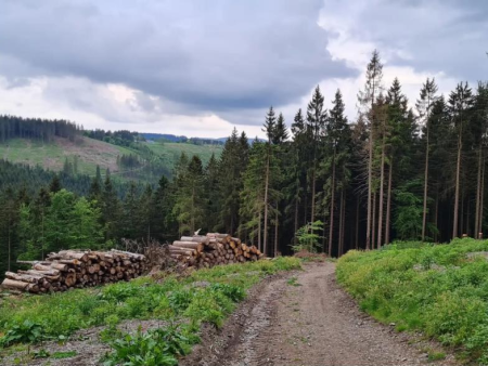 Uitzicht over glooiende bossen en weiden vanaf de hoogte – Hillebachsee, Langenberg en Clemensberg, Winterberg
