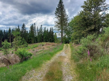 Grindpad tussen sparren en gras over een open helling – Toptocht Elkeringhausen, Winterberg