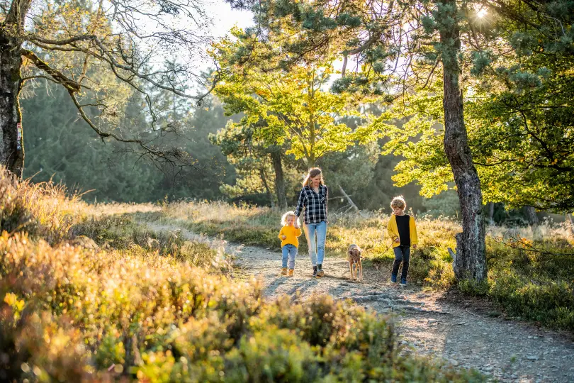 Wandelen door het zomerse bos in Winterberg